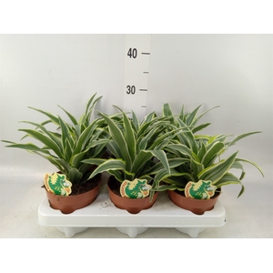 Dracaena frag. 'Surprise'