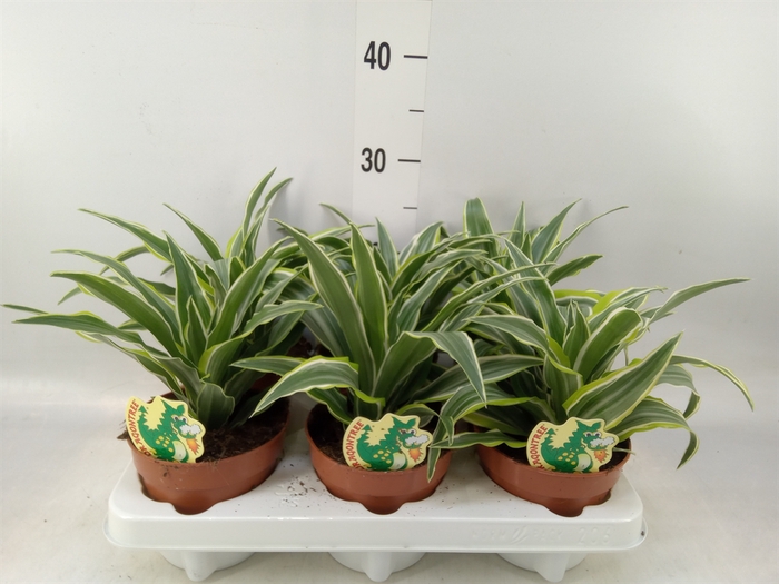 <h4>Dracaena frag. 'Surprise'</h4>