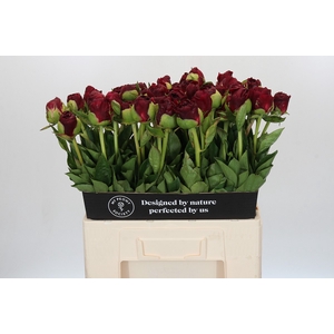 Paeonia Old Faithful