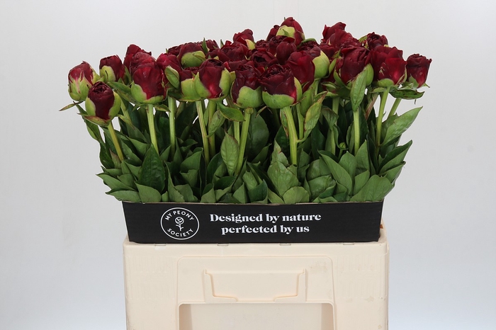 <h4>Paeonia Old Faithful</h4>