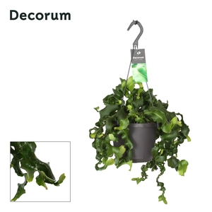 EPIPHYLL GUAT MONSTR