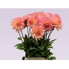 Dahlia Charleroi