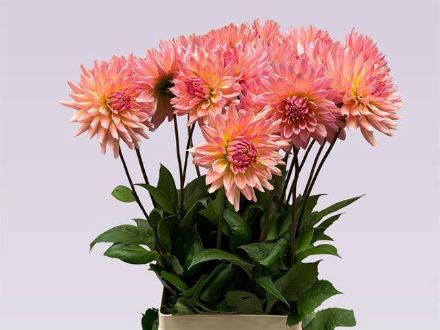 <h4>Dahlia Charleroi</h4>