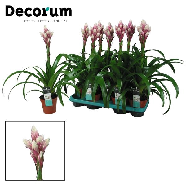 <h4>Guzmania Candy (Decorum)</h4>