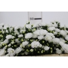 ASTER MARIANA 050 CM