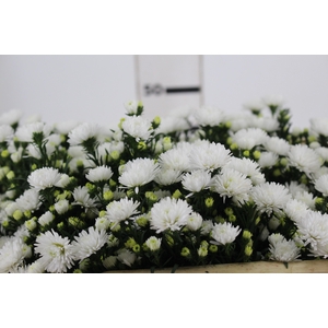 ASTER MARIANA 050 CM