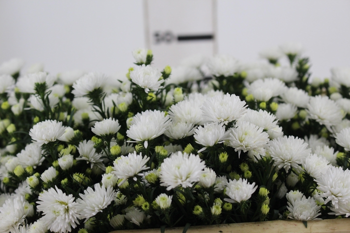 <h4>ASTER MARIANA 050 CM</h4>