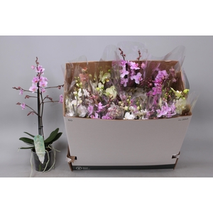 PHAL MF GEM 5 KL