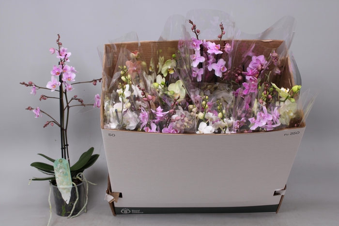 <h4>PHAL MF GEM 5 KL</h4>
