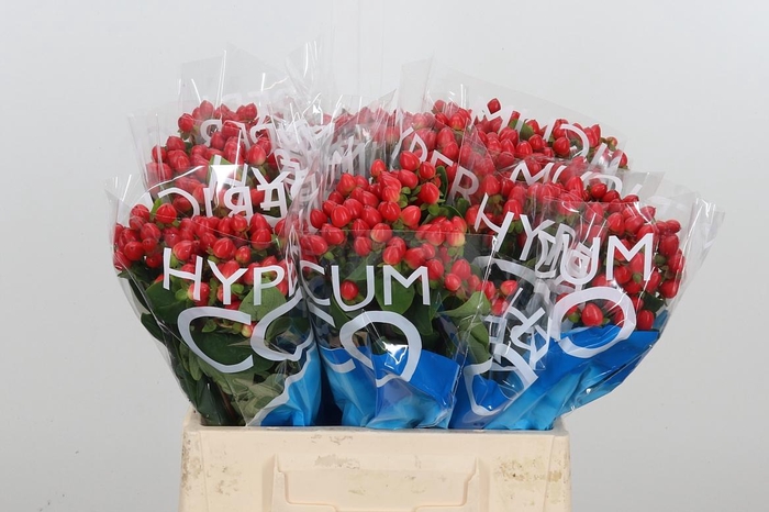 <h4>Hyp Coco Rio Rood</h4>