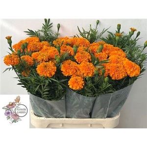 Tagetes E Co Deep Orange