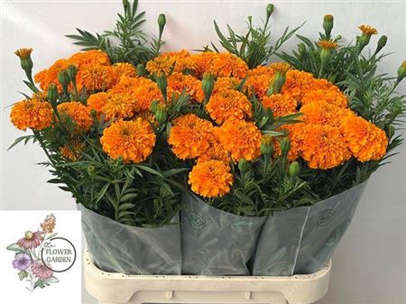 <h4>Tagetes E Co Deep Orange</h4>