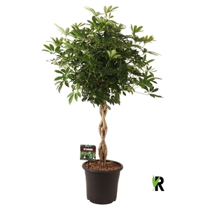 Schefflera arbor. 'Compacta'