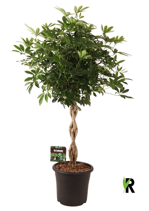 <h4>Schefflera arbor. 'Compacta'</h4>