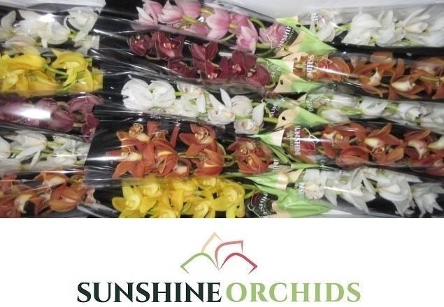 <h4>CYMB MI GEM 50 CM</h4>