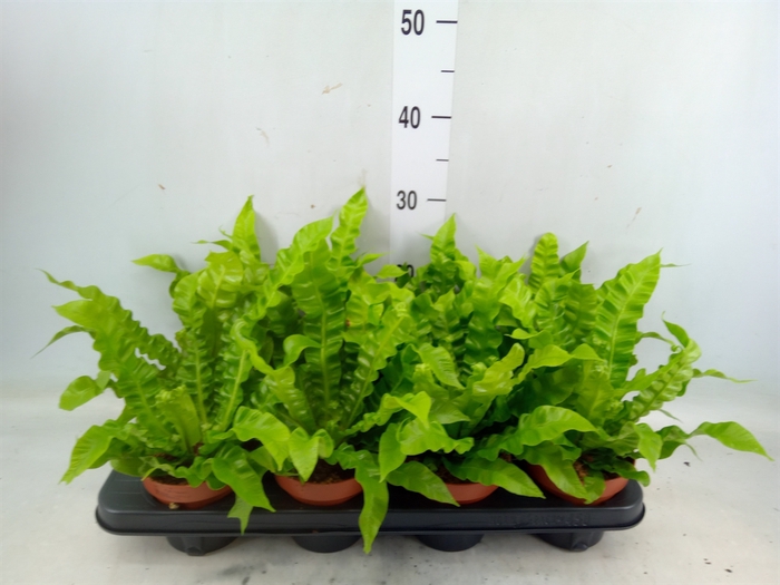 <h4>Asplenium nidus 'Crispy Wave'</h4>