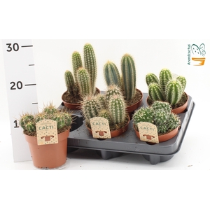 CACTUS GEM