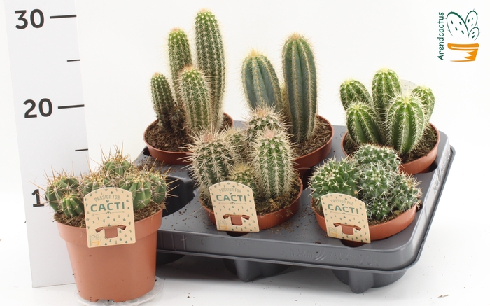 <h4>CACTUS GEM</h4>