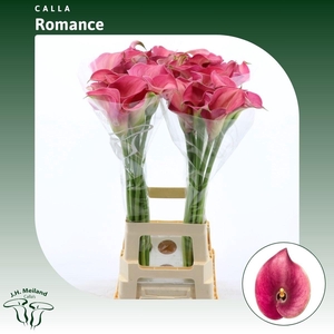 ZANT CAPT ROMANCE