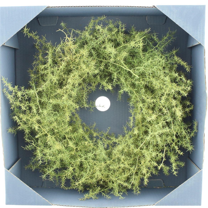 <h4>Wreath Asparagus Wild Preserved Grey Box</h4>