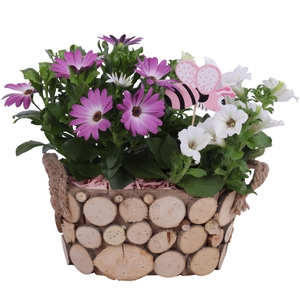 Spring Flower Arr. Outdoor Wooden Pot Oval Tree Chucks Ø23cm 2PP