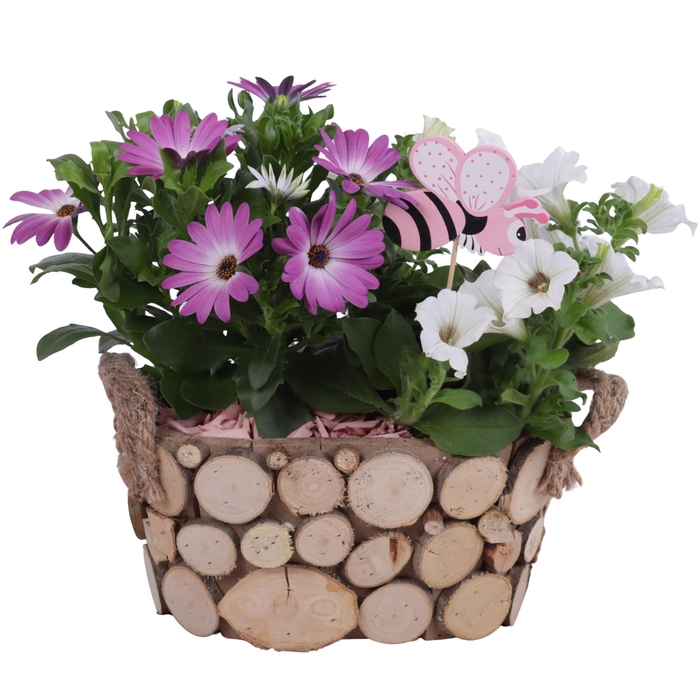<h4>Spring Flower Arr. Outdoor Wooden Pot Oval Tree Chucks Ø23cm 2PP</h4>