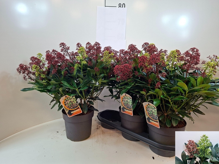 <h4>SKIM JAPONICA</h4>