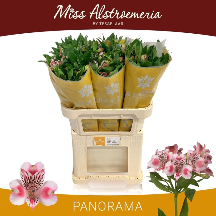 <h4>Alstr Panorama</h4>