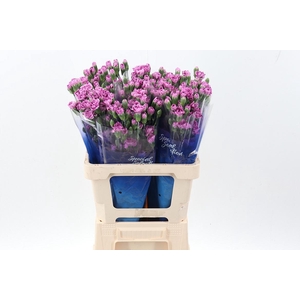 Di Tr Burlesque select hi