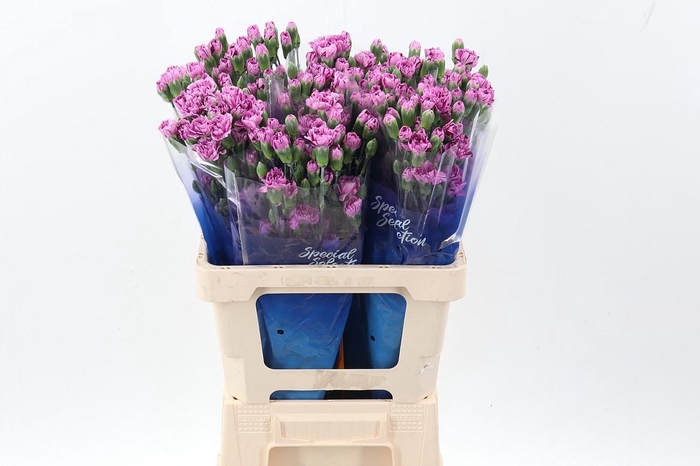 <h4>Di Tr Burlesque select hi</h4>