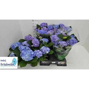 HYDR M BLAUER ZWERG