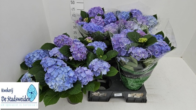<h4>HYDR M BLAUER ZWERG</h4>