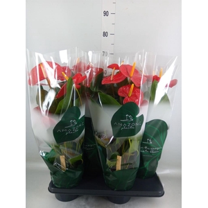 Anthurium andr. 'Idaho'