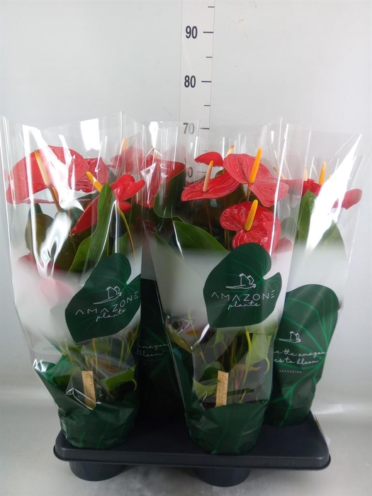 <h4>Anthurium andr. 'Idaho'</h4>