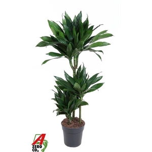 Dracaena fra Compacta Grp 'Green Jewel'