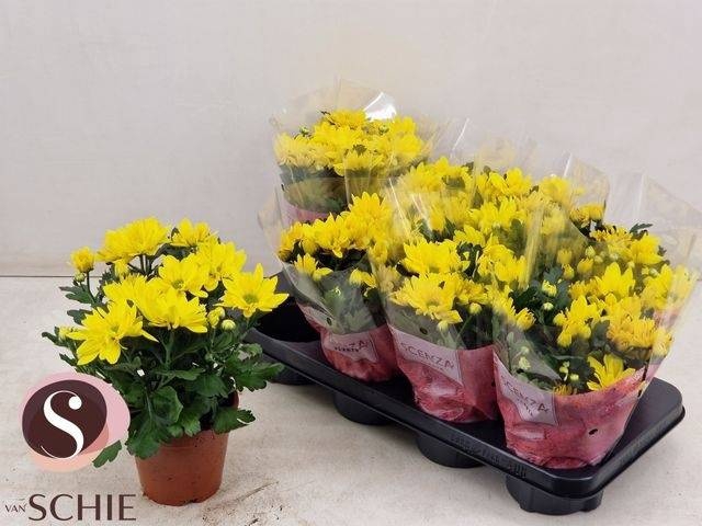 <h4>CHRYS BREEZE SOL</h4>