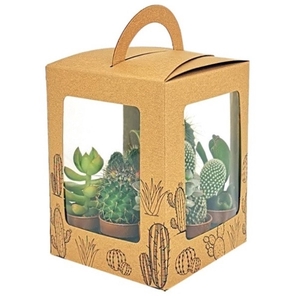 MIX CACTUS AND SUCCULENTS POT Ø 3,5 - 9 PCS - IN CARDBOARD BOX 12X12XH20 (CACTUS EN SUCCULENTEN IN KARTONNEN)