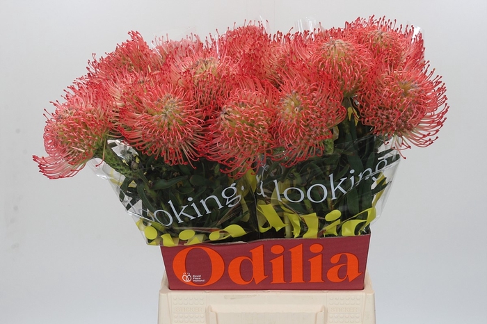 <h4>LEUCO AYOBA PINK</h4>