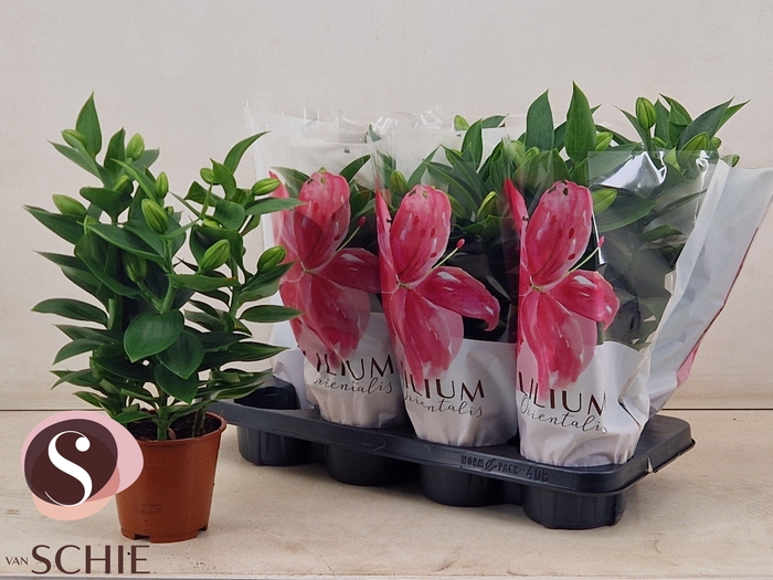 <h4>LIL OR SOUVENIR</h4>