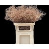 Limonium Beltlaard Klb Copper