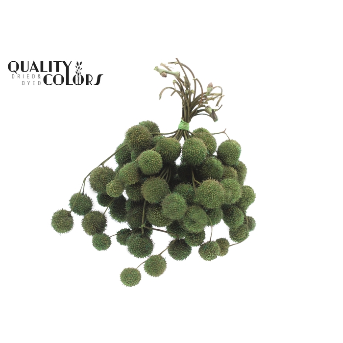 <h4>Small ball per bunch in poly Mint Green</h4>