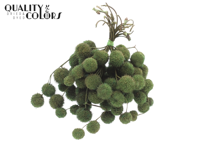 Small ball per bunch in poly Mint Green