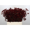 Anigozanthos Bush Ruby