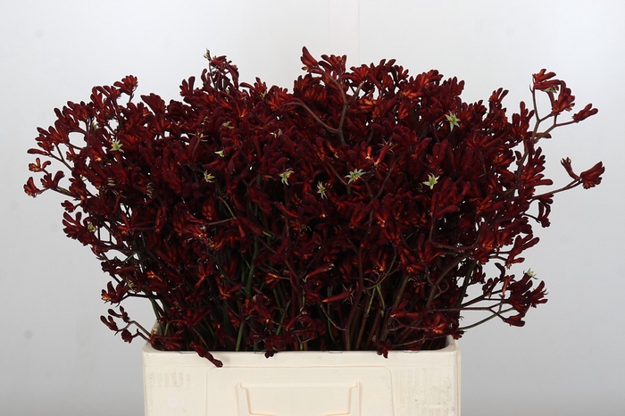 <h4>Anigozanthos Bush Ruby</h4>