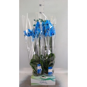 Phalaenopsis   ...