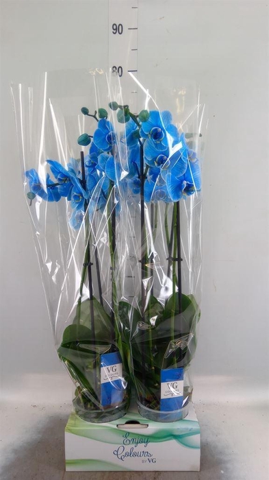 <h4>Phalaenopsis   ...</h4>
