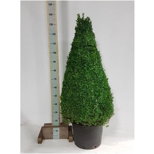 BUXU SEMPERVIRENS