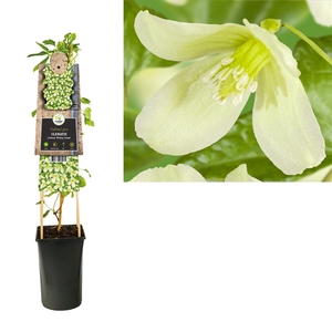 Clematis cirrhosa 'Wisley Cream' +3.0 label