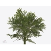 Conifeer Thuja Dolabra Fine Cutted