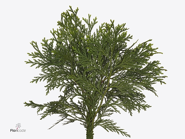 Conifeer Thuja Dolabra Fine Cutted